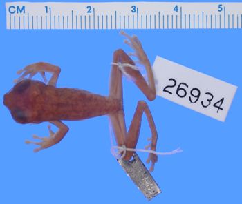 Media type: image; Herpetology A-26934